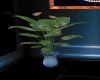 blues plant
