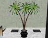 Tri Palms In Pot