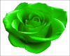 large green rose