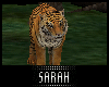 4K .:Tiger:.