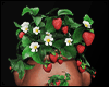 Jar of strawberries