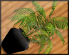 Palm plant black pot