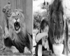 Lion's Den Flip Frame 4