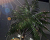 Palm Tree w/ Lights