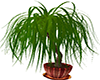 Tropical Plant Tree
