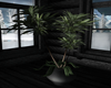 Draecena Tree Plant ♠