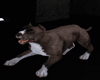 Animated Dog Pitbull