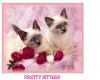 Pretty Kittens