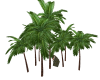 AS Group PalmTrees