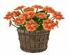 Orange Orchid Bucket