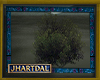 JL Nadire Shrub