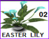 Easter Lily Plant 02