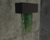 wall plant