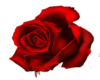 Small Red Rose 2