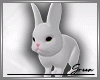 🐇 Bunny Pet