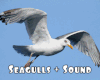*Seagulls + Sound