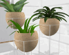Boho Indoor Trio Plants