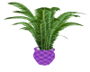AS Palm Leaf Plant