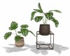 Plants w/ Stand