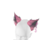 OMbre Cat Ears