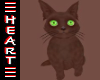 Havana Brn Cat Cute Pet