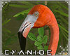 ₡ Tropical Flamingo