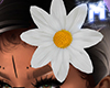 ♚ Daisy Headflower