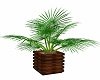 Palm for indoor