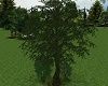 Wildlife Tree/Bushes