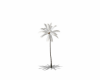 White Palm tree