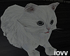 Iv"Animated Cat