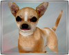 [Cer] Chihuahua Dog