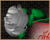 White Rose & Valentine