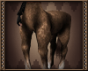 [Ry] Centaur brown