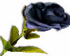 Flower Blck Rose