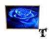 blue rose pic