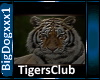 [BD]TigersClub