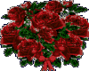 G* Red Roses
