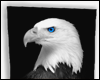 Eagle Frame