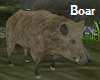 Animated Boar