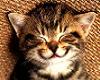 happy kitten
