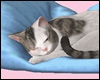 *Y* Sleepy Cat + Pillow
