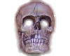 {T}Skull sticker