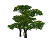 mimosa albero