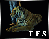 Tiger  /Pets