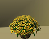potted sunflowers basket