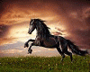 Black Hearth Horse
