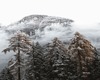 winter forest Frame