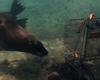 Seal and a Shopping Cart