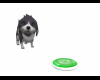Playful Frisbee Dog